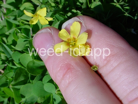 woodsorrel, creeping